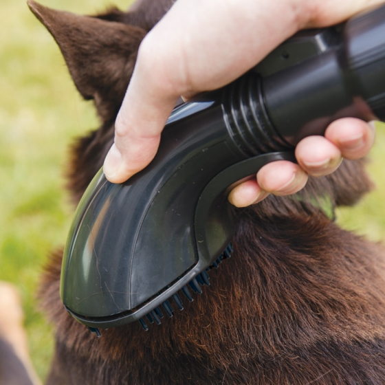 Brosse pour animaux